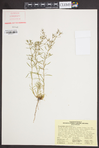 Polypremum procumbens image