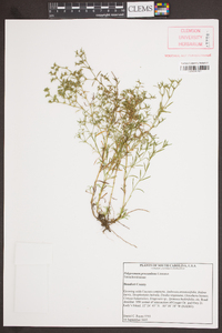 Polypremum procumbens image