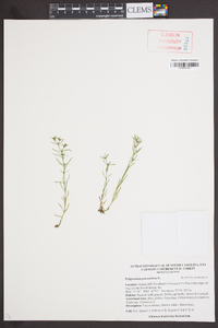 Polypremum procumbens image