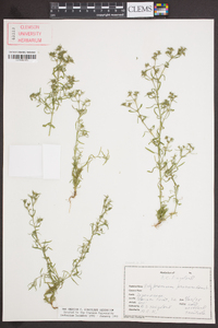 Polypremum procumbens image