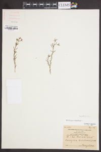 Polypremum procumbens image