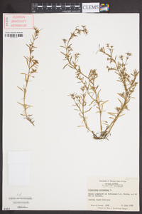 Polypremum procumbens image