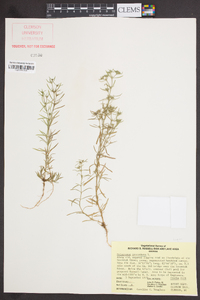 Polypremum procumbens image