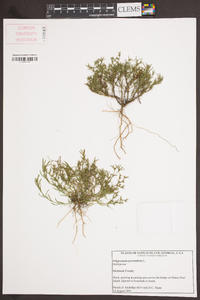 Polypremum procumbens image