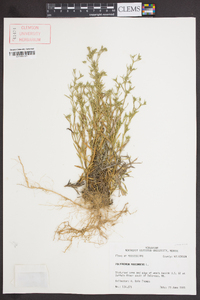 Polypremum procumbens image