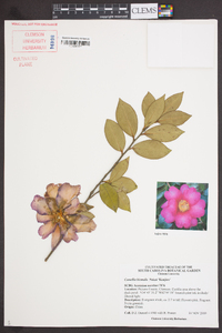 Image of Camellia hiemalis