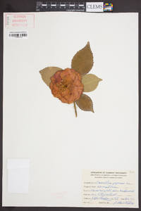 Camellia japonica image