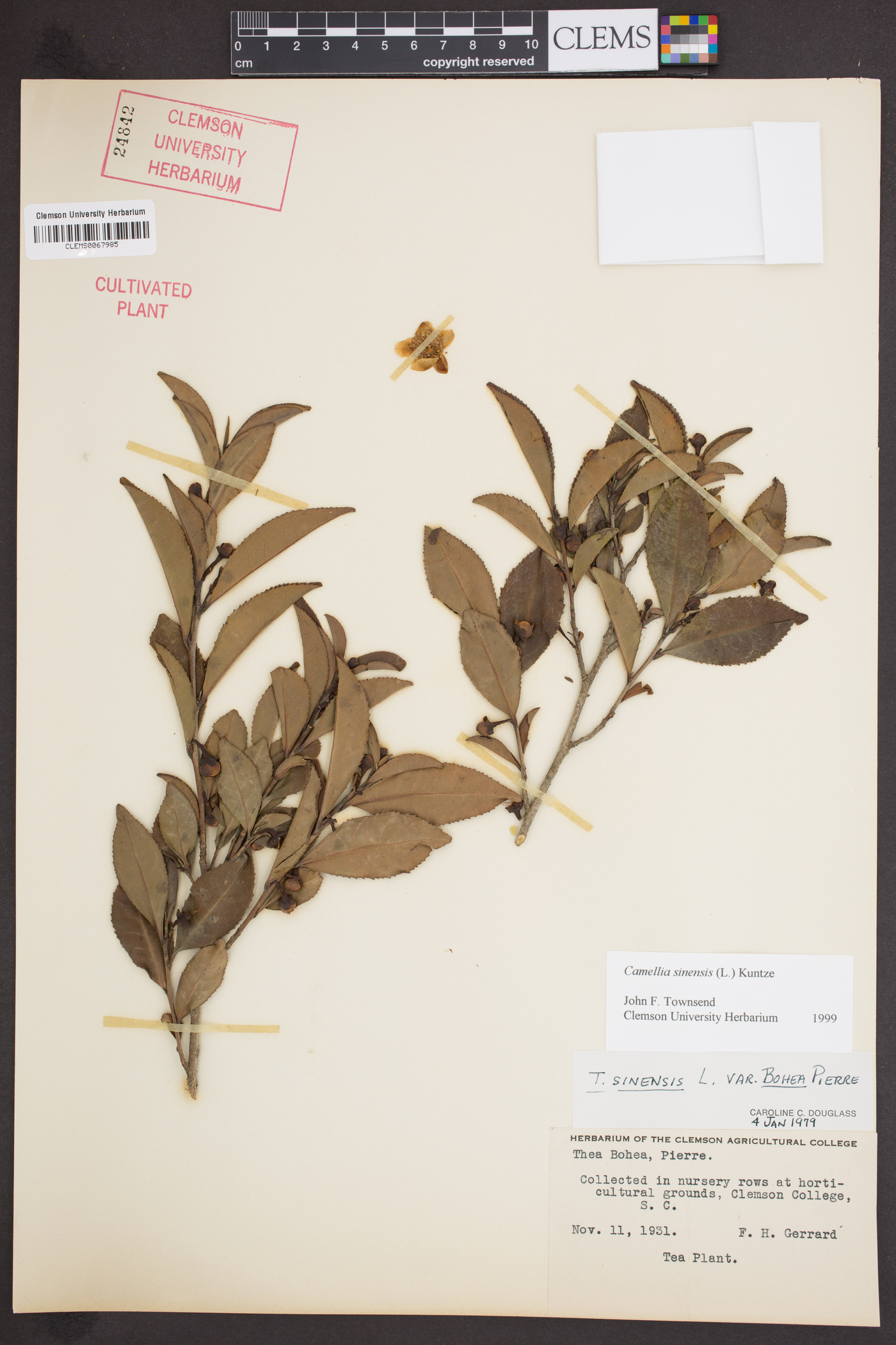 Camellia sinensis image