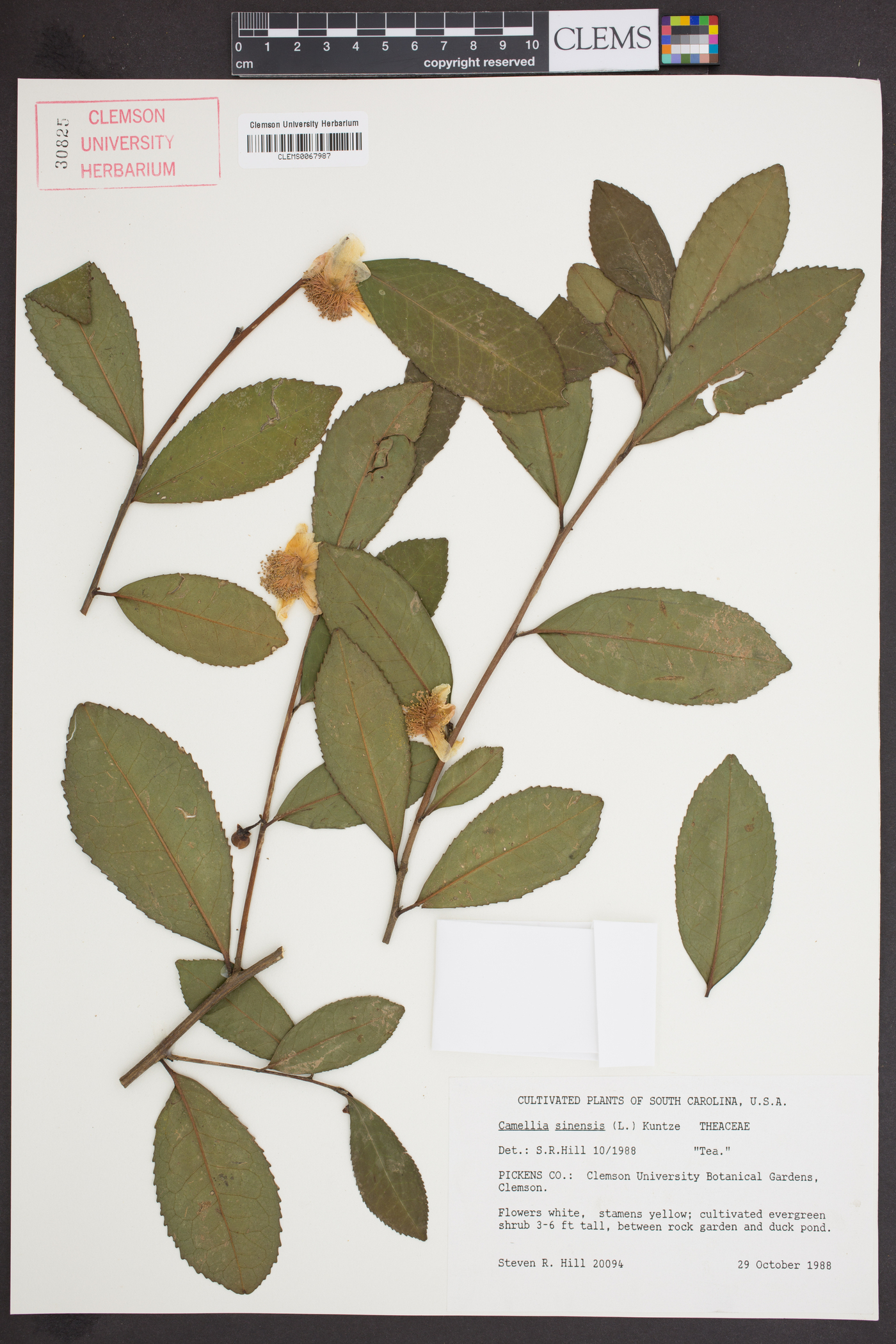 Camellia sinensis image