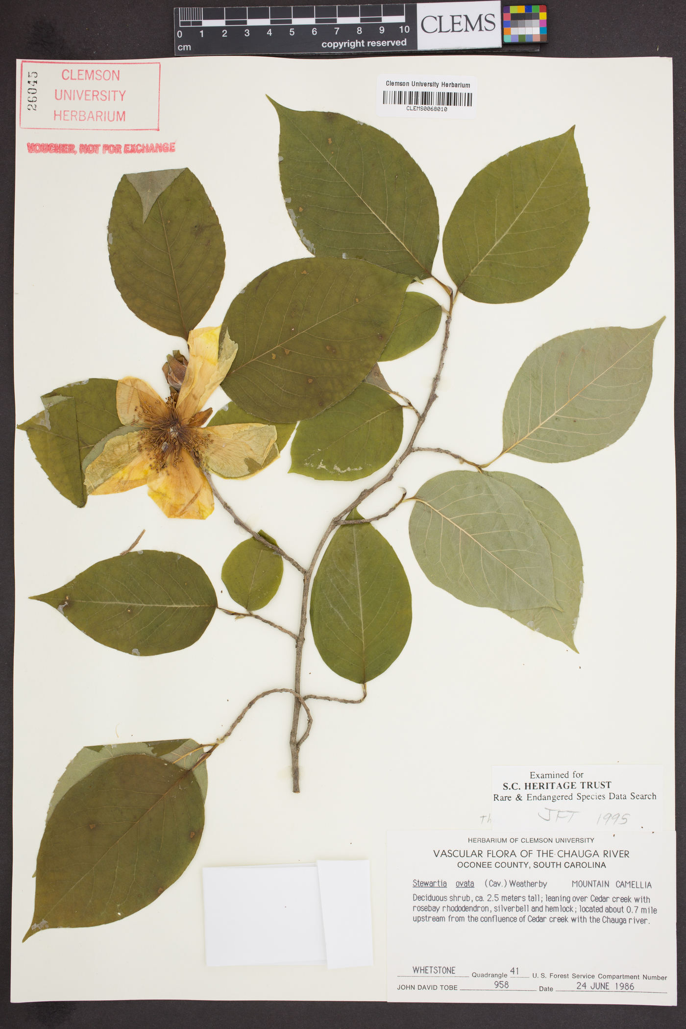 Stewartia ovata image