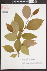 Stewartia ovata image