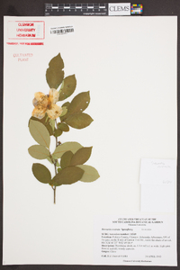 Stewartia rostrata image