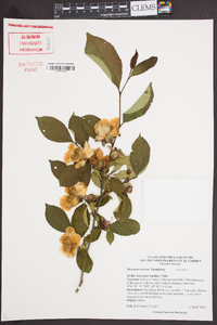 Stewartia rostrata image