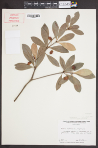 Ternstroemia gymnanthera image