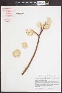 Edgeworthia chrysantha image