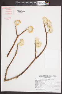 Edgeworthia papyrifera image