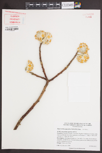 Edgeworthia papyrifera image