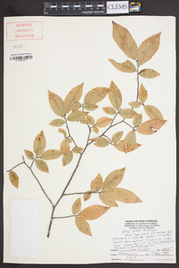 Ulmus alata image