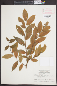 Ulmus alata image