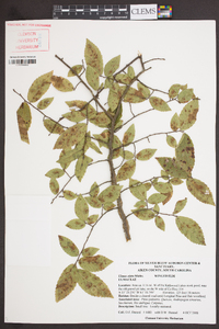 Ulmus alata image