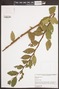 Ulmus alata image