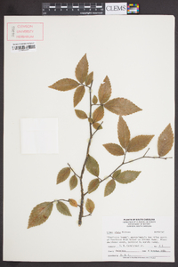 Ulmus alata image