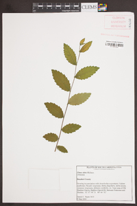 Ulmus alata image