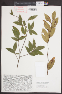 Ulmus alata image