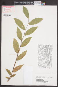 Ulmus alata image