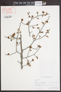 Ulmus alata image