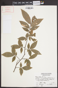 Ulmus alata image