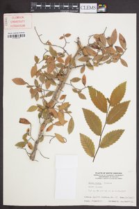 Ulmus alata image