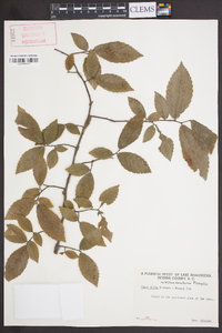 Ulmus alata image