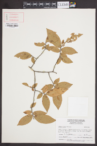 Ulmus alata image