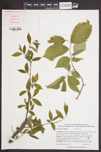 Ulmus alata image