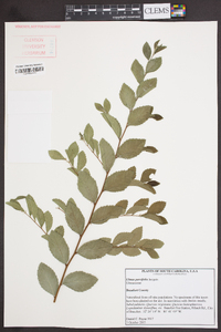 Ulmus parvifolia image