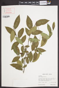 Ulmus alata image