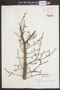 Ulmus alata image