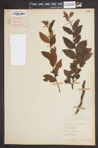 Ulmus alata image