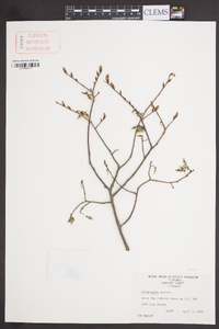 Ulmus alata image