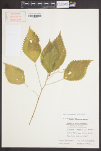 Laportea canadensis image