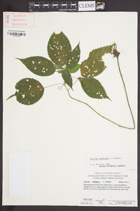 Laportea canadensis image