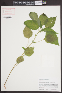 Laportea canadensis image