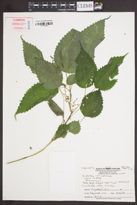 Laportea canadensis image