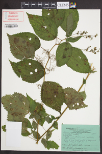 Laportea canadensis image