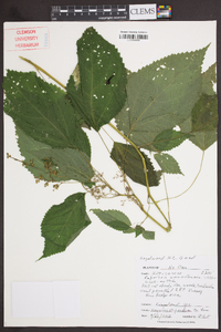 Laportea canadensis image