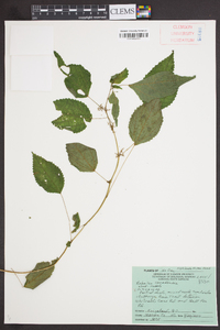 Laportea canadensis image