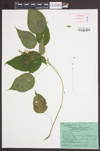 Laportea canadensis image