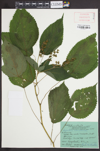 Laportea canadensis image