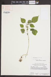 Pilea pumila image